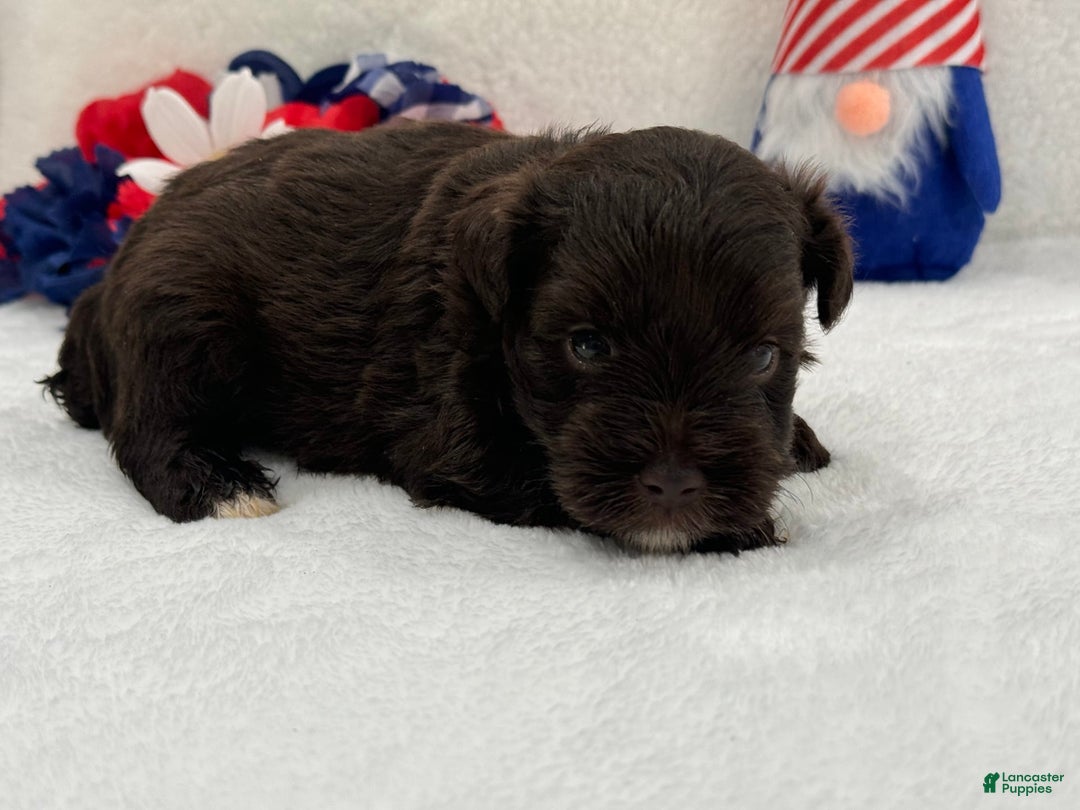 Miniature Schnauzer dogs for sale: Fancy Male 1 Akc Liver Color - Image 5