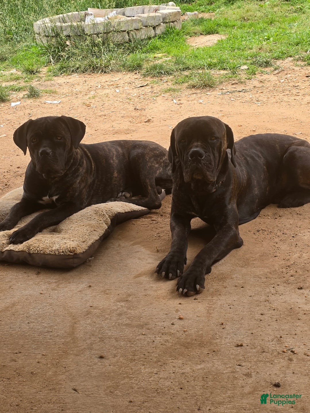 Cane Corso dogs for sale: Male 1 - Image 2