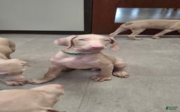 Doberman Pinscher dogs for sale: Attila - Image 4