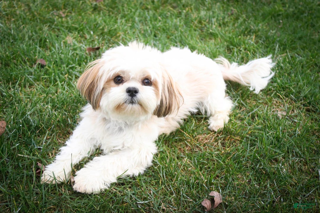 Shih Tzu dogs for sale: Brett - Image 9