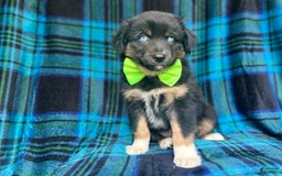Miniature Australian Shepherd dogs for sale: Moose - Image 5