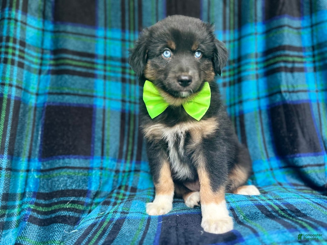 Miniature Australian Shepherd dogs for sale: Moose - Image 5