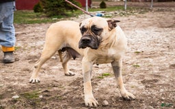 English Mastiff dogs for sale: Hazel - Image 21