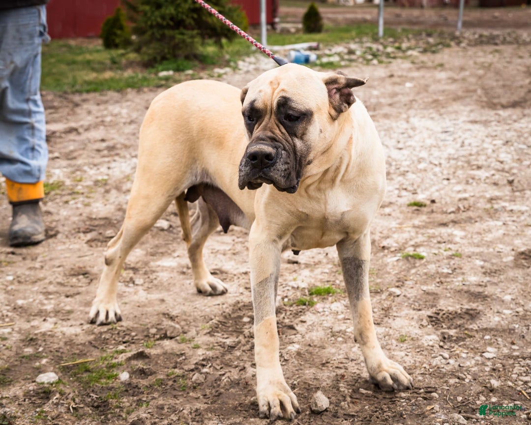 English Mastiff dogs for sale: Hazel - Image 21