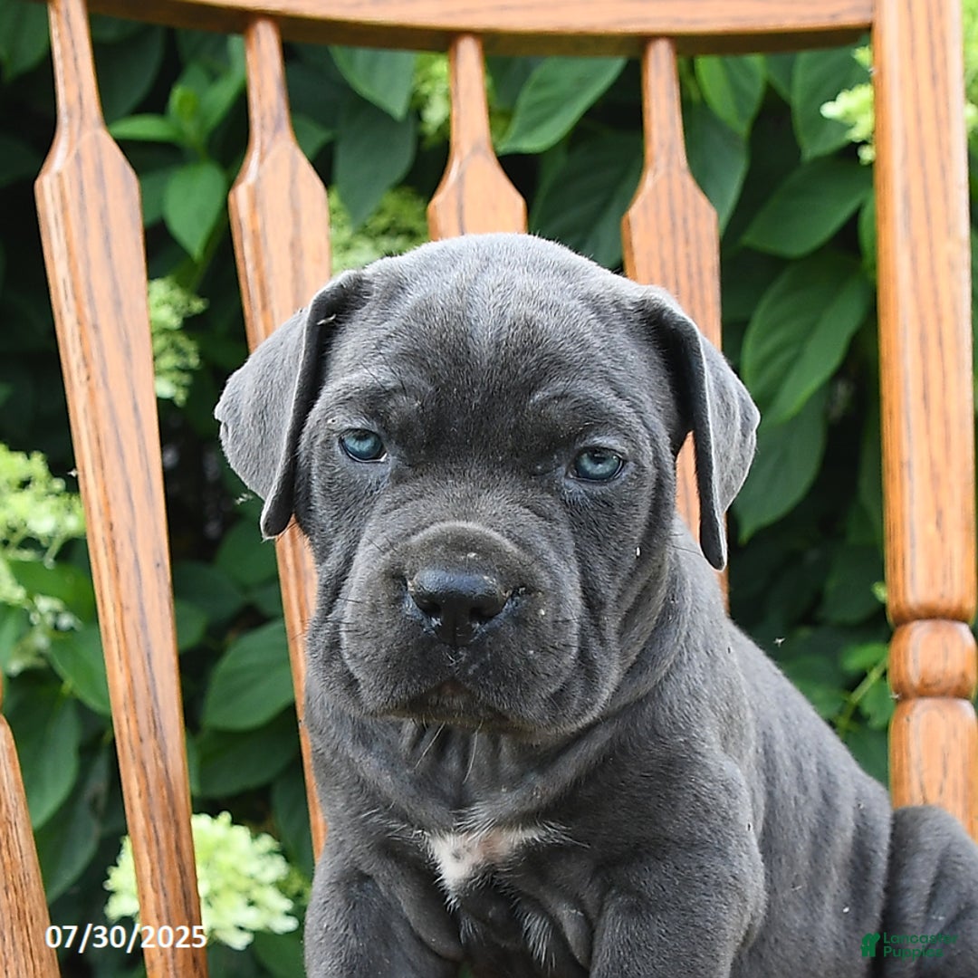 Cane Corso dogs for sale: Sugar - Image 5