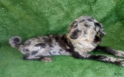Goldendoodle dogs for sale: Zoey - Merle Color - Image 6