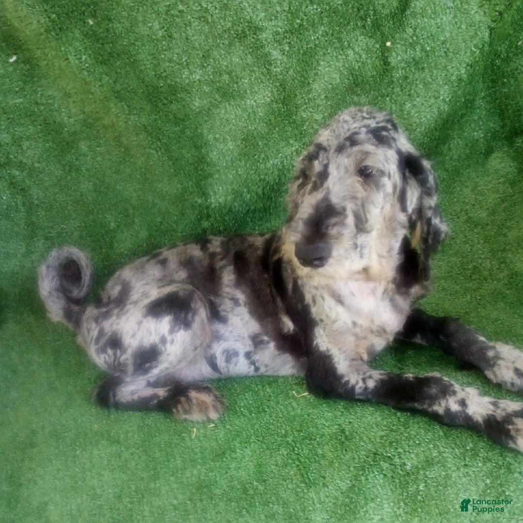 Goldendoodle dogs for sale: Zoey - Merle Color - Image 6