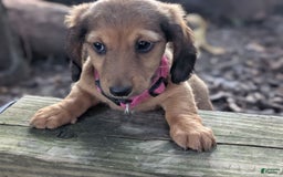 Dachshund dogs for sale: Lena - Image 4