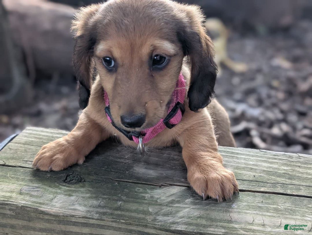 Dachshund dogs for sale: Lena - Image 4