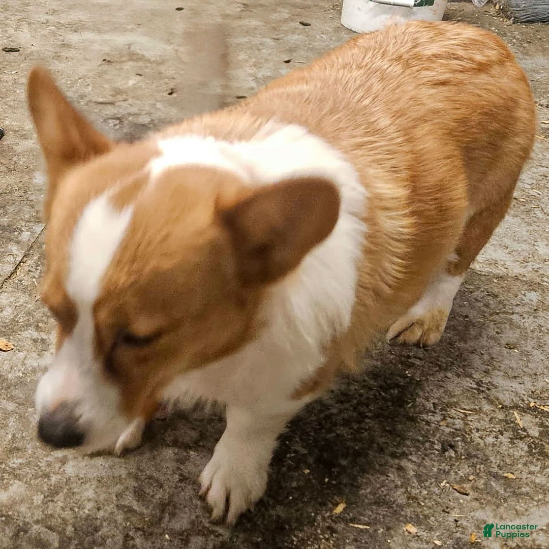 Welsh Corgi Pembroke dogs for sale: Ricky - Image 2