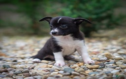 Pomchi dogs for sale: Pomchi 4 puppies - Image 10