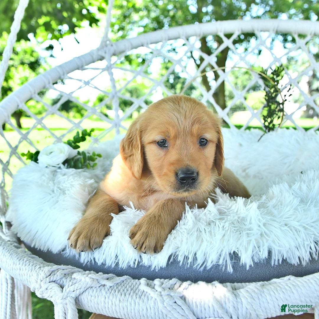 Golden Retriever dogs for sale: Adam - Image 12