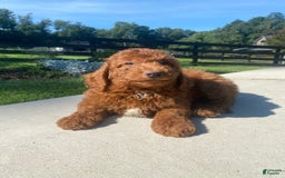 Mini Goldendoodle dogs for sale: Dane - Image 7