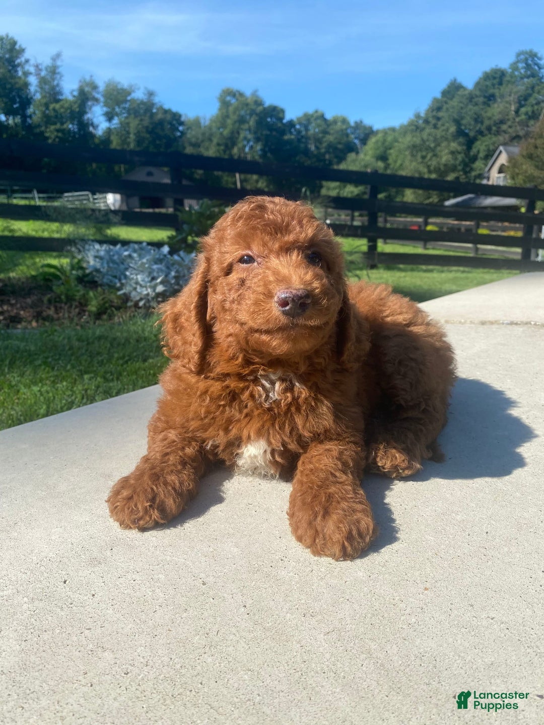 Mini Goldendoodle dogs for sale: Dane - Image 7