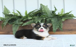 Welsh Corgi Pembroke dogs for sale: Miley - Image 3