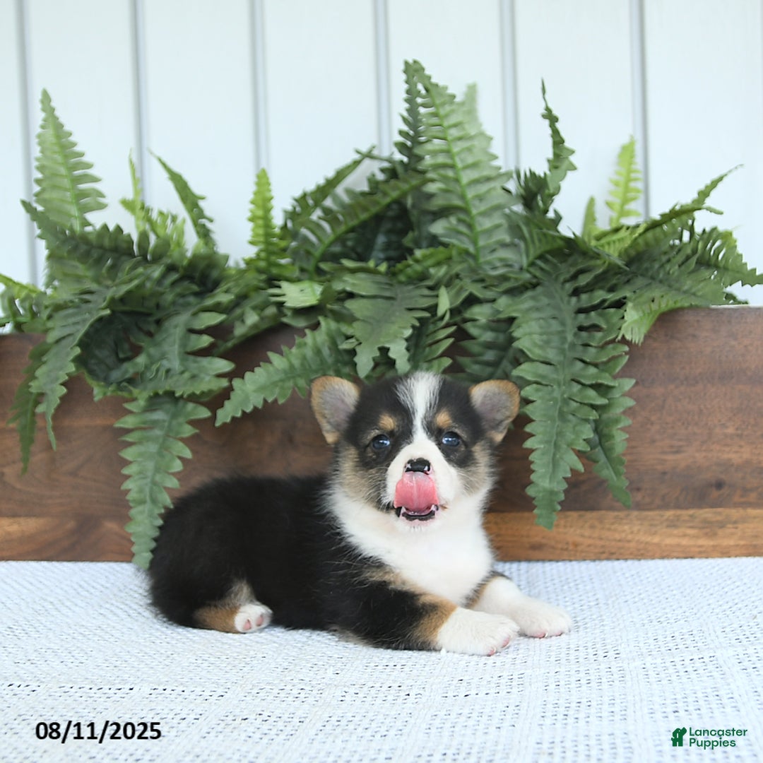 Welsh Corgi Pembroke dogs for sale: Miley - Image 3