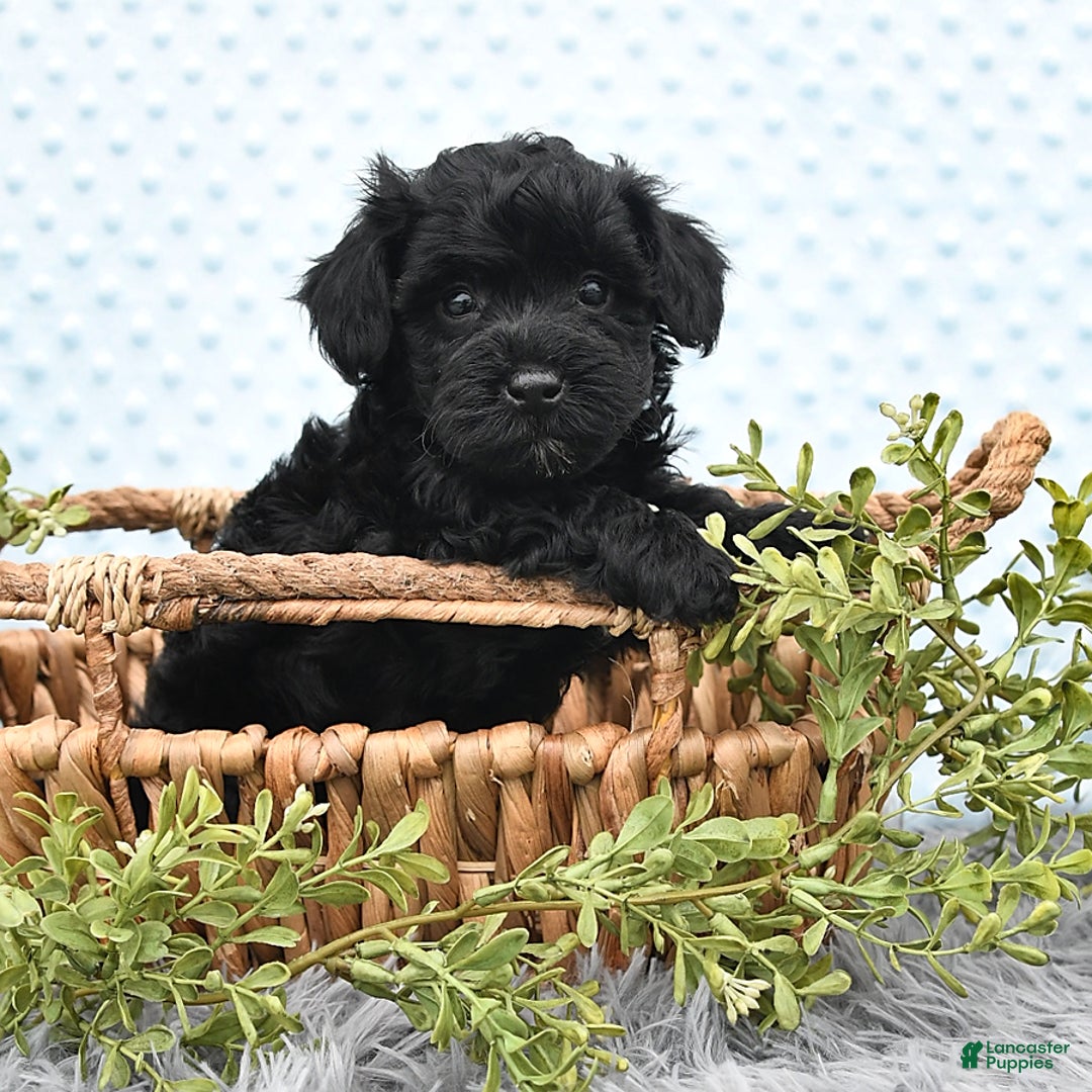 Havapoo dogs for sale: Bailey - Image 1
