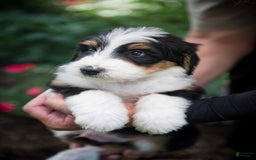 Bernedoodle dogs for sale: Ranger - Image 3