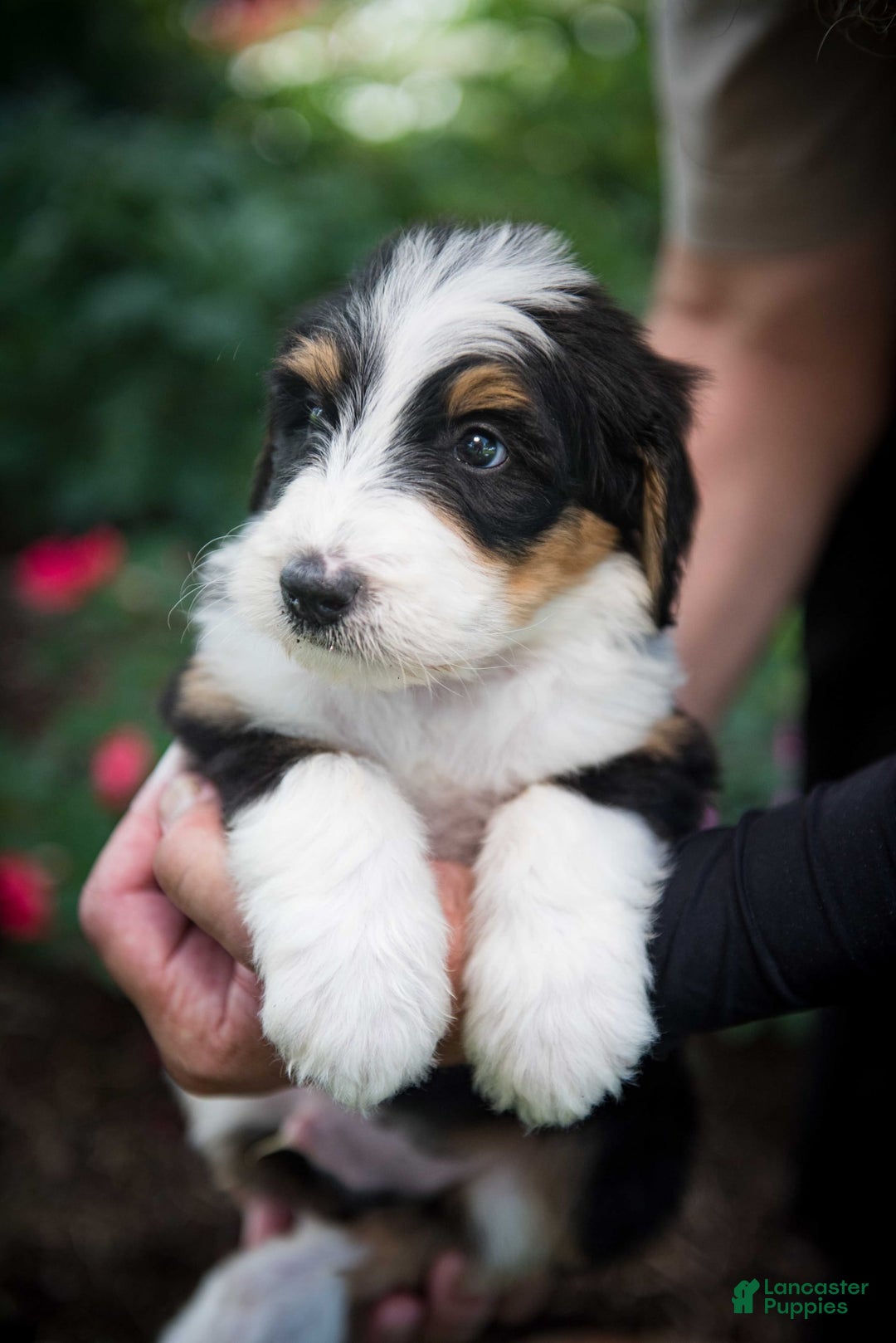 Bernedoodle dogs for sale: Ranger - Image 3