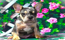 French Bulldog dogs for sale: Arlo - Image 6