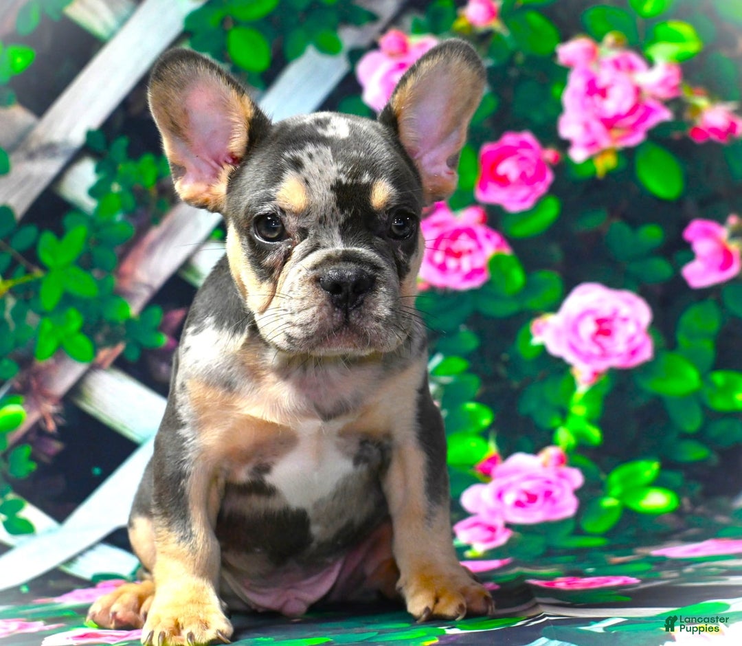 French Bulldog dogs for sale: Arlo - Image 6