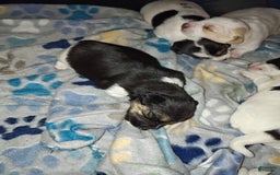 Jack Russell Terrier dogs for sale: Girl Black - Image 1