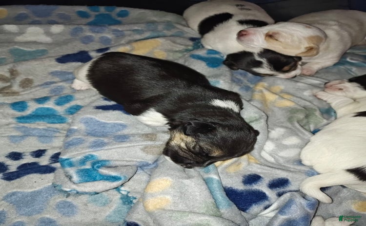 Jack Russell Terrier dogs for sale - Ad 2