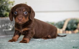 Miniature Dachshund dogs for sale: Pumpkin - Image 1