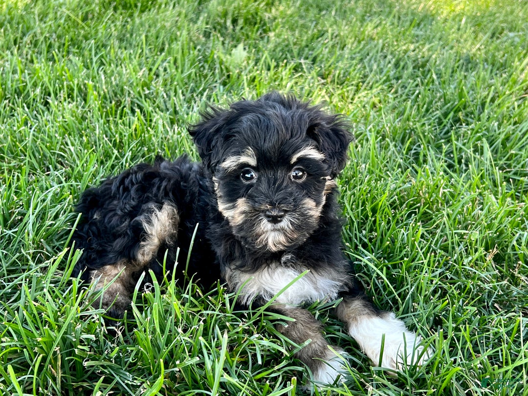 Havapoo dogs for sale: Corey - Image 3