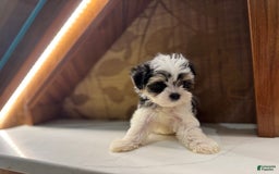 Morkie dogs for sale: Dennis - Image 5