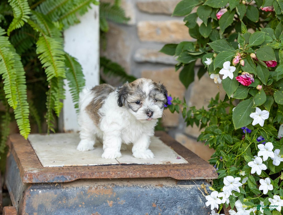 Havanese dogs for sale: Trisha - Image 4
