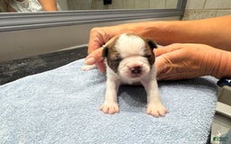 Boston Terrier dogs for sale: Ziggy - Image 1