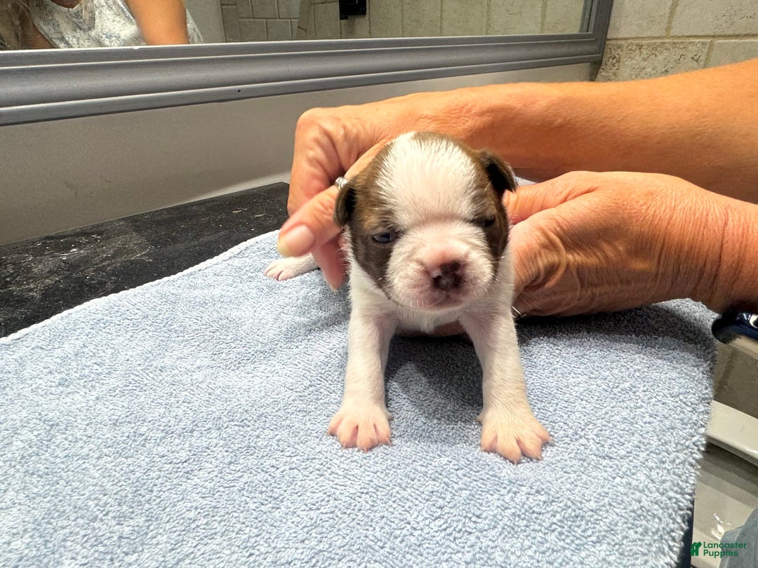 Boston Terrier dogs for sale: Ziggy - Image 1