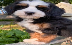 Mini Bernedoodle dogs for sale: ❤️ Boston Ma ❤️ Mini Bernedoodle - Image 27