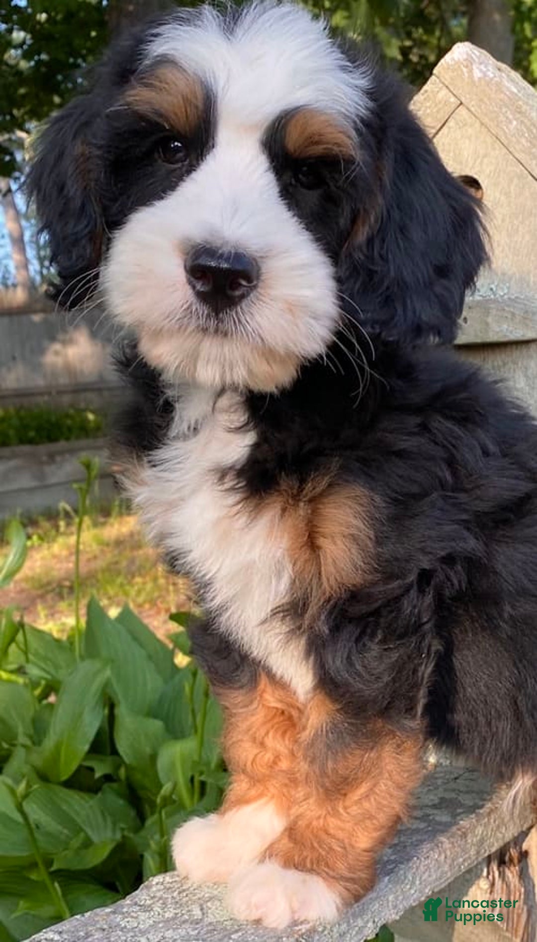Mini Bernedoodle dogs for sale: ❤️ Boston Ma ❤️ Mini Bernedoodle - Image 27