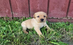Labrador Retriever dogs for sale: Daisy - Image 4