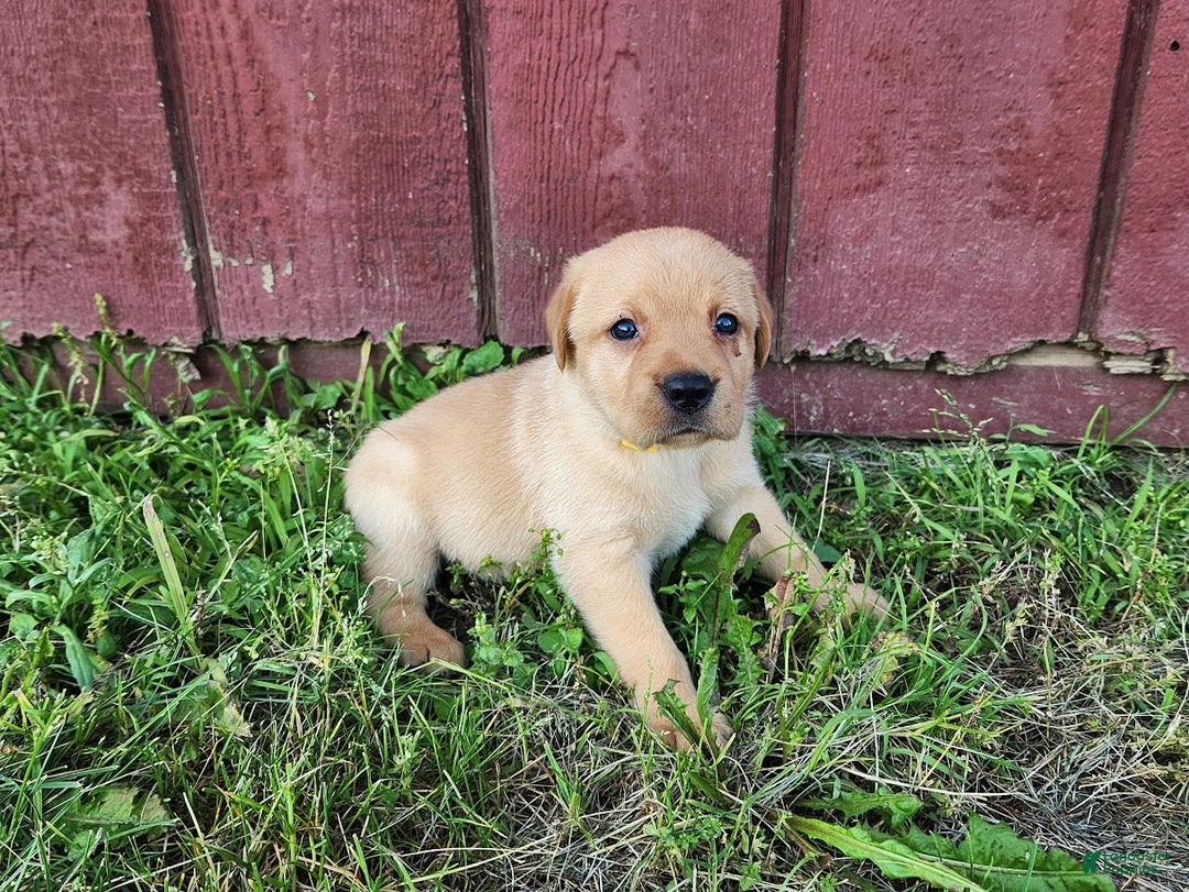 Labrador Retriever dogs for sale: Daisy - Image 4