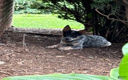 Australian Cattle Dog dogs for sale: Apple - Image 7
