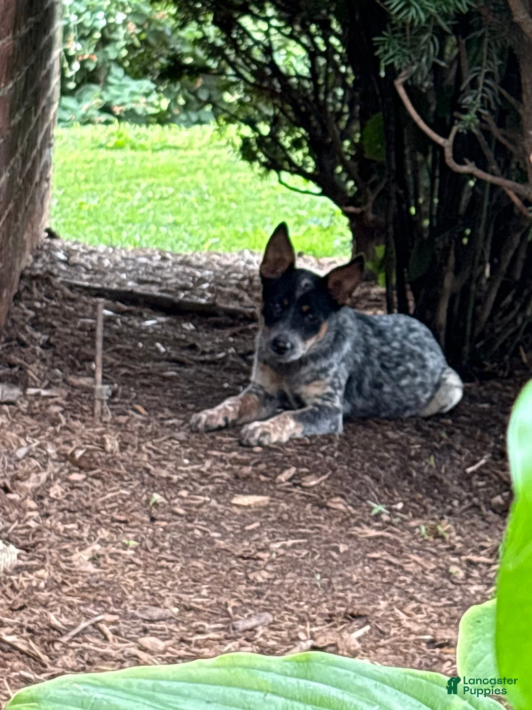 Australian Cattle Dog dogs for sale: Apple - Image 7