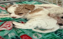 Cavapoo dogs for sale: Reesecup - Image 1