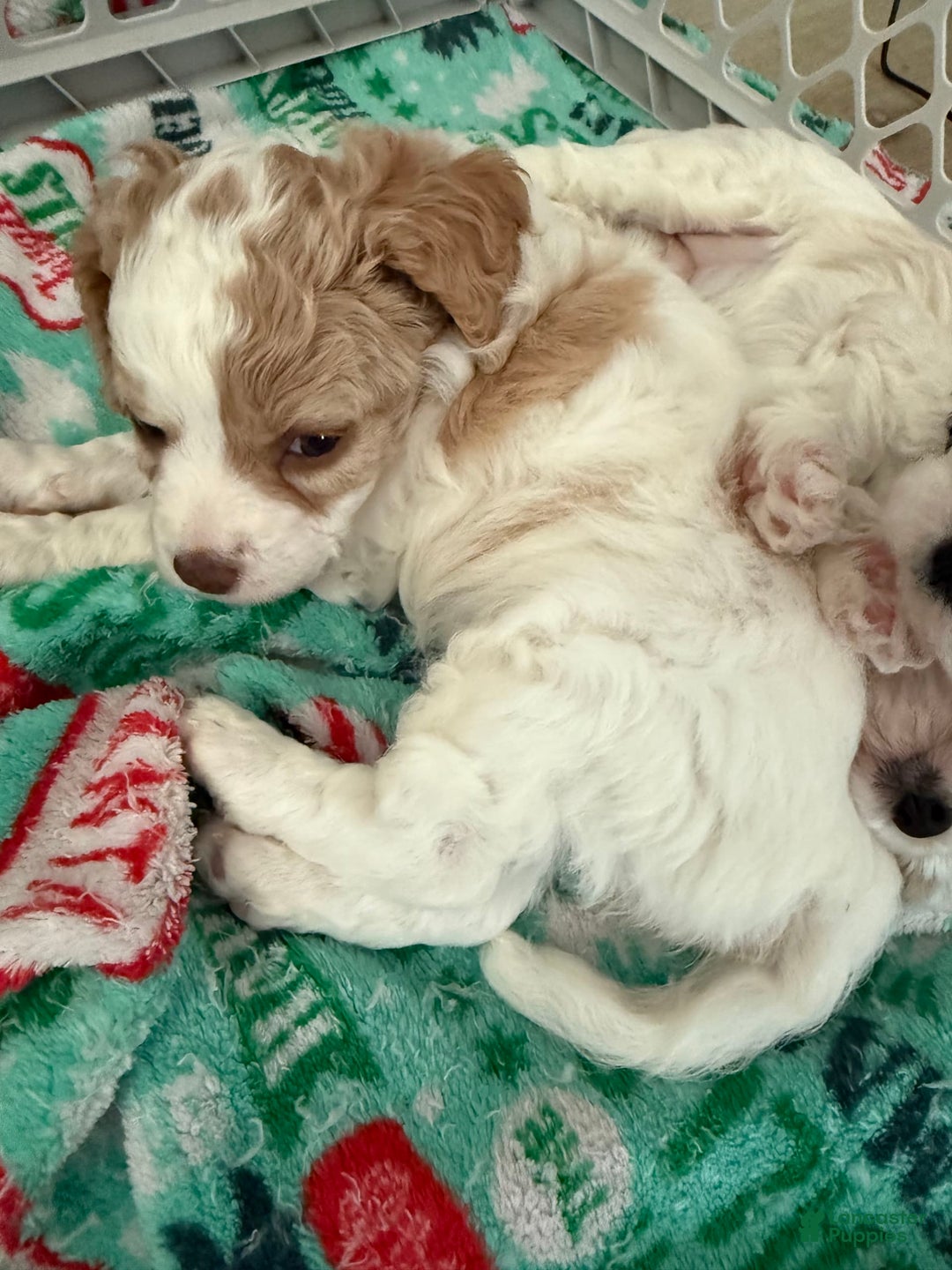 Cavapoo dogs for sale: Reesecup - Image 1