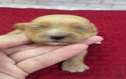 Cockapoo dogs for sale: Ruffnut - Image 15