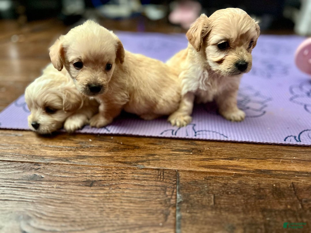 Maltipoo dogs for sale: Tommy - Image 6