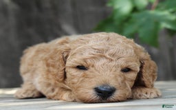 Standard Poodle dogs for sale: Bristol Moyen - Image 11