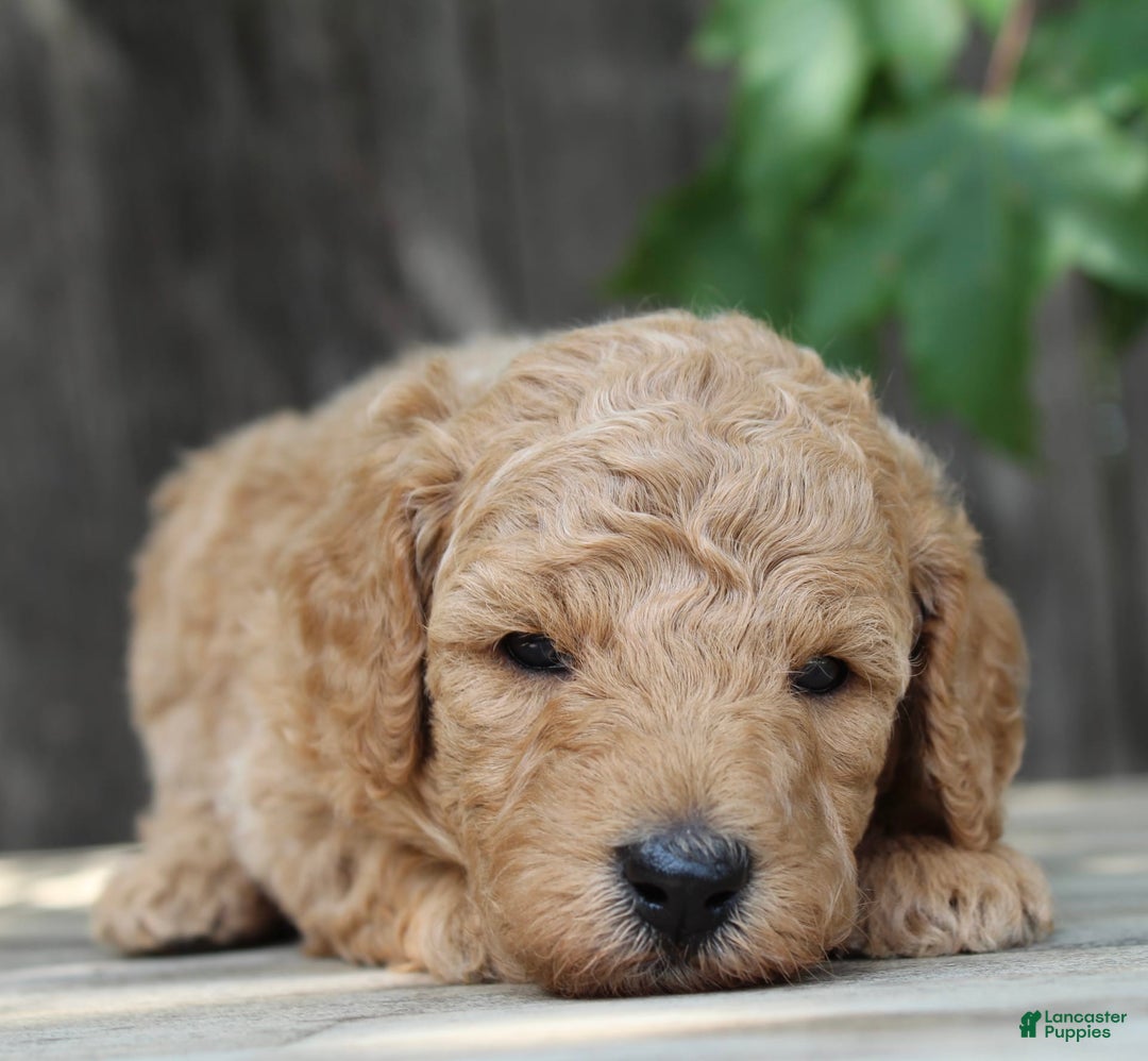 Standard Poodle dogs for sale: Bristol Moyen - Image 11