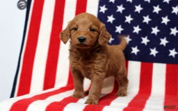 Mini Goldendoodle dogs for sale: Peter - Image 1