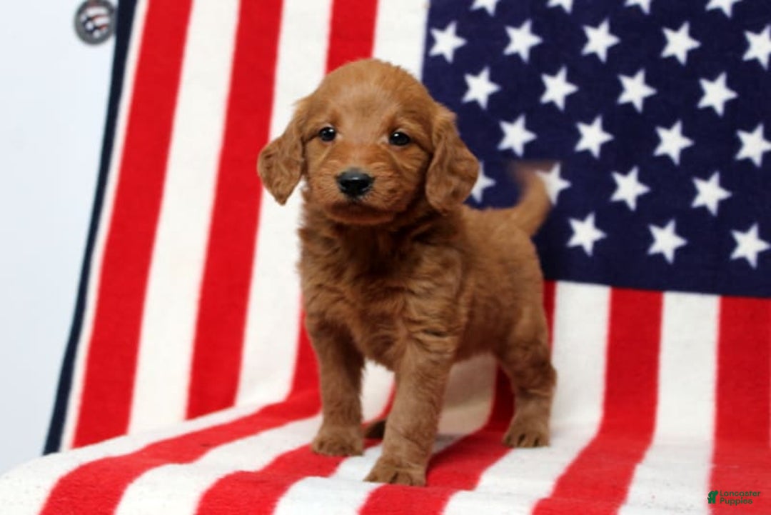 Mini Goldendoodle dogs for sale: Peter - Image 1