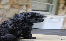 Cavapoo dogs for sale: Sela - Image 5