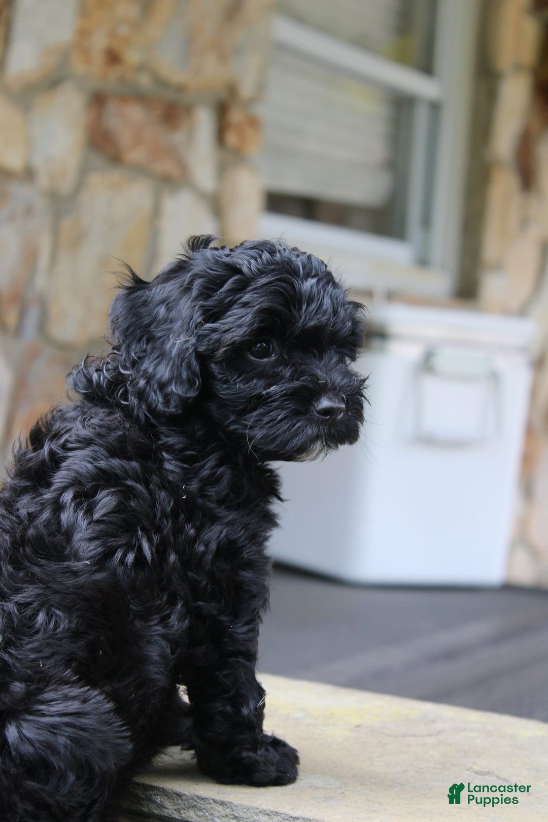 Cavapoo dogs for sale: Sela - Image 5