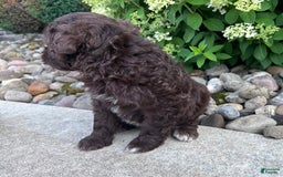 Portuguese Water Dog dogs for sale: Cleo - Image 3